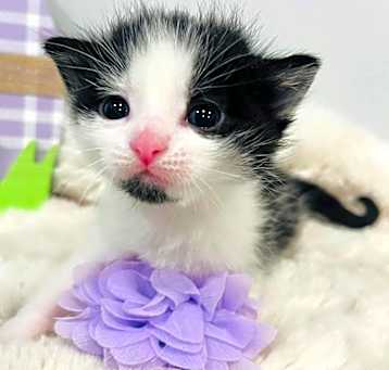 Photo of Lily