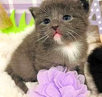 Photo of Lilac
