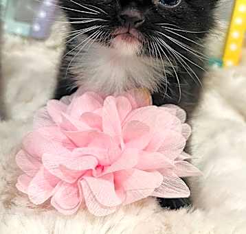Photo of Camellia