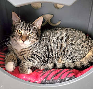 Photo of Vandal