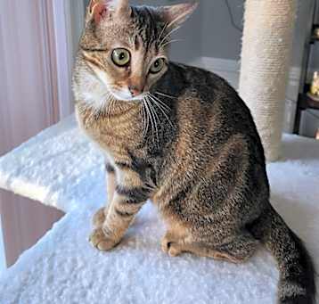 Photo of Flurry