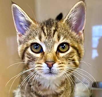 Photo of Nixie
