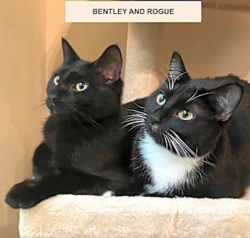 Photo of Rogue Khan (best friends with Bentley)