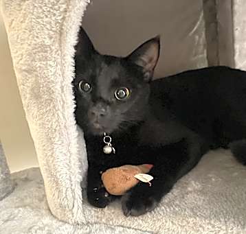 Photo of Jinx