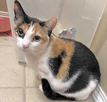 Photo of Pumpkin