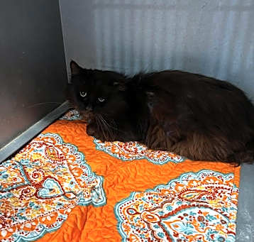 Photo of Feral 3
