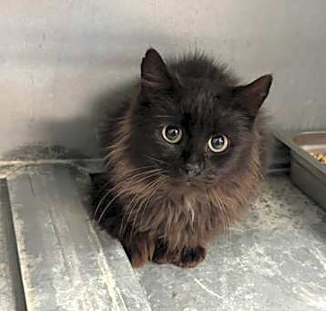 Photo of Feral 2