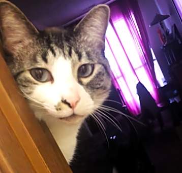 Photo of Samson