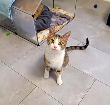 Photo of Pipp **Adoption Sponsored**