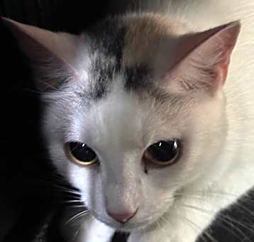 Photo of Lady Paint