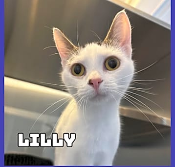 Photo of Lilly