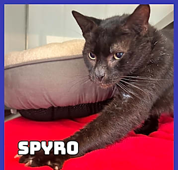 Photo of Spyro 
