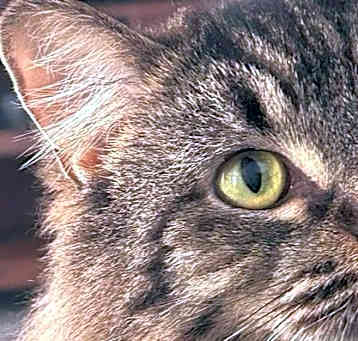 Photo of Pickles