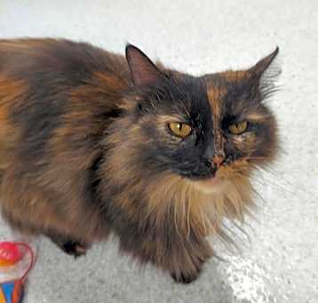 Photo of Gizmo