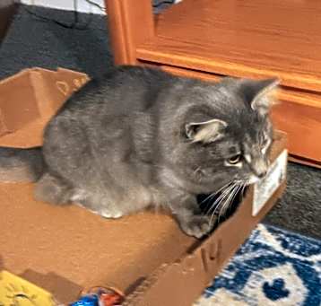 Photo of Lily
