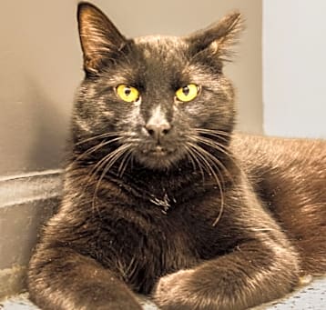 Photo of Blackie 