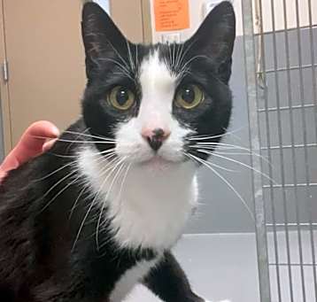 Photo of Whiskerbell