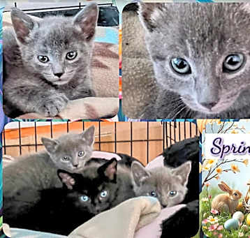 Photo of SPRING FLINGS
