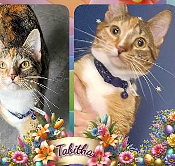 Photo of TABITHA