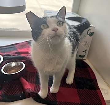 Photo of Juniper