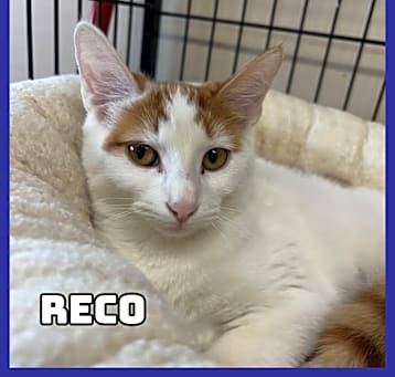 Photo of Reco