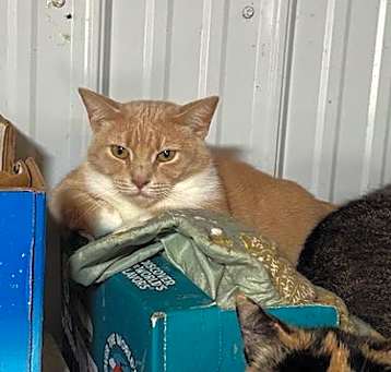 Photo of Mittens