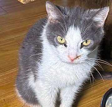 Photo of Calamity (Thumbalina)