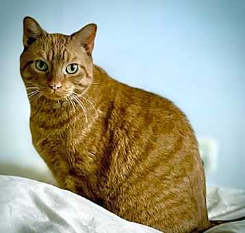 Photo of Rusty
