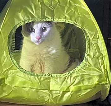 Photo of Tappy
