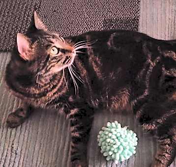 Photo of Ruby
