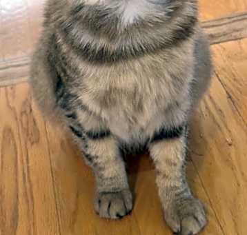 Photo of Blossom