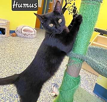 Photo of Humus