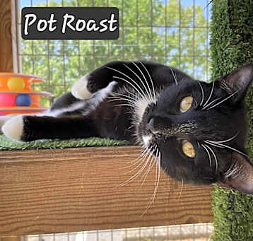 Photo of Pot Roast
