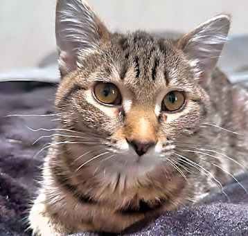 Photo of Emerald
