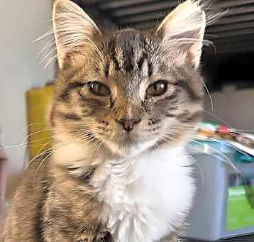 Photo of Topaz