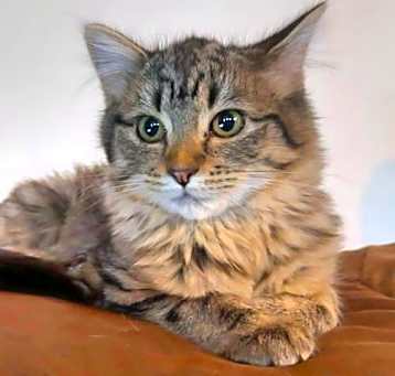 Photo of Pearl