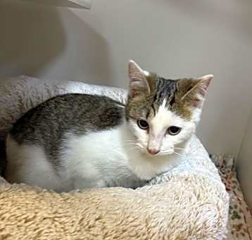Photo of Hattie