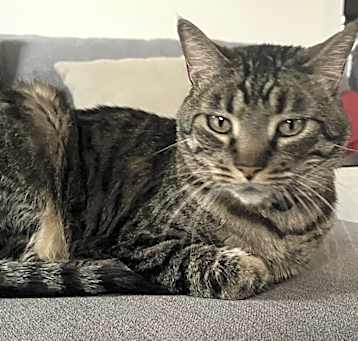 Photo of Bagheera