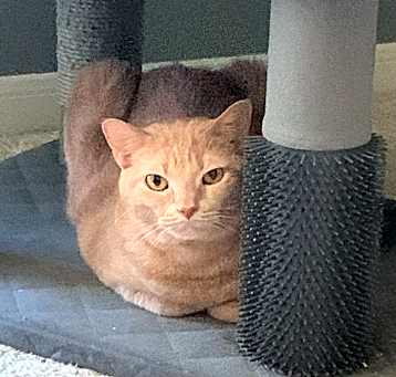 Photo of Peachie