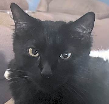 Photo of Athena