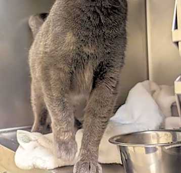Photo of MOCHI