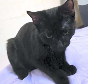 Photo of Oliver