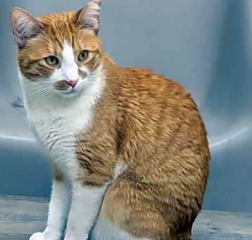 Photo of Chester