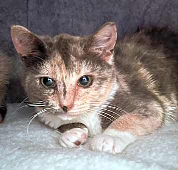 Photo of Mabel