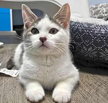 Photo of Gatlin