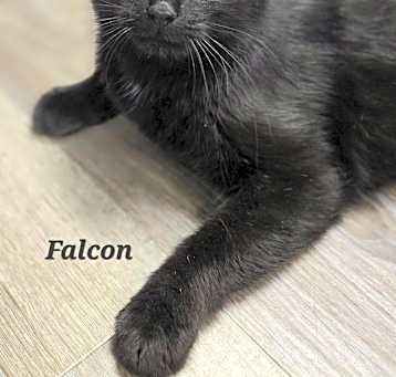 Photo of Falcon