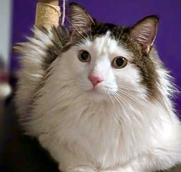 Photo of Oreo