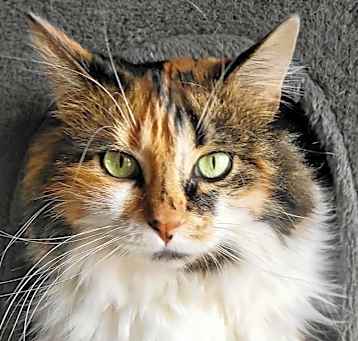Photo of Cali