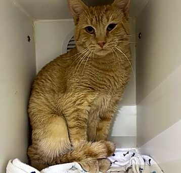 Photo of Cheddar
