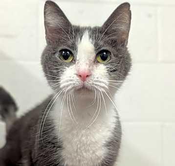 Photo of Clarabelle